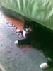 Miss Kitty Cat